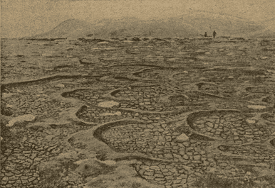 Sibbaldia tetrandra cushions, shaped like dunes by the wind and growing in the direction of the wind.