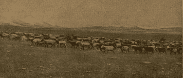 Collective farm sheep crossing the plateau of the Cold Desert.