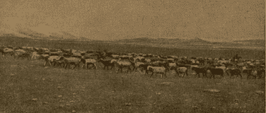 Колхозные овцы, переходящие плато Холодной пустыни. Автор фотографии известный советский геоботаник, географ и путешественник Кирилл Владимирович Станюкович. Снимок был сделан во время его экспедиций и опубликован в его знаменитой научно-популярной книге «Через Центральный Тянь-Шань». 1950 г. «Географгиз».