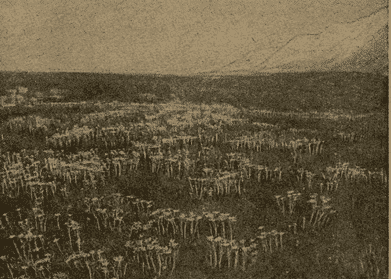 Альпийская степь с эдельвейсами. Автор фотографии известный советский геоботаник, географ и путешественник Кирилл Владимирович Станюкович. Снимок был сделан во время его экспедиций и опубликован в его знаменитой научно-популярной книге «Через Центральный Тянь-Шань». 1950 г. «Географгиз».