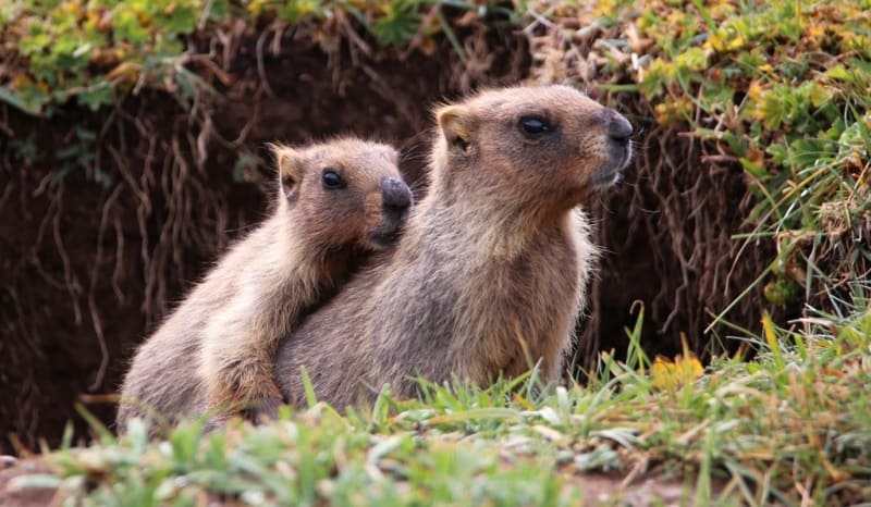 Marmota bobak.