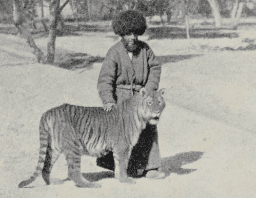 77. Der Tiger des Erbprinzen von Chiwa. 