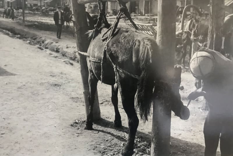 Лошадь, привязанная для подковки. Семиречье, Каракол. 1932 год.