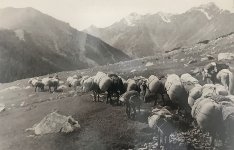Северо-западный спуск с перевала Кашка-Суу. Караван с шерстью из Китая (26 дней пути с Кашгара). Каждый груз весит по 80 килограмм. Перевал Джууку. 1932 год.