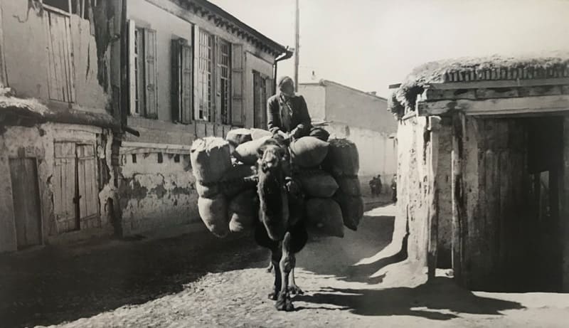 Верблюд, груженный шерстью на улице Ташкента. 