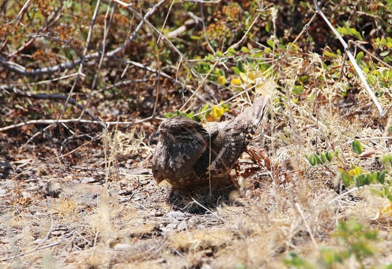 Козодой обыкновенный (Caprimulgus europaeus (Linnaeus, 1758).