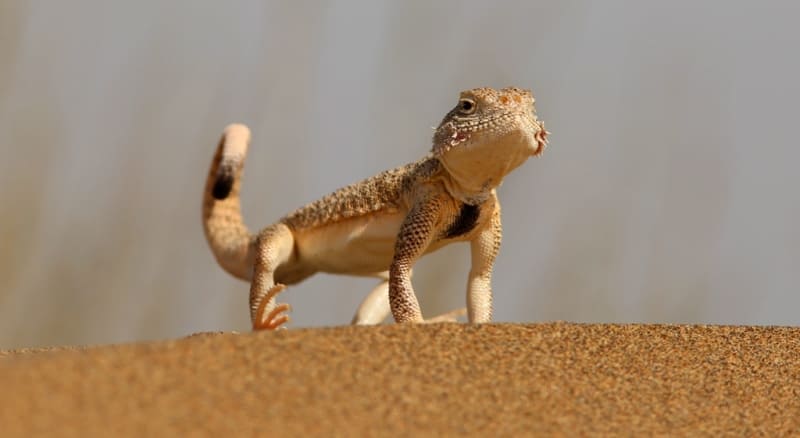 Песчаная круглоголовка (Phrynocephalus interscapularis Licht.)
