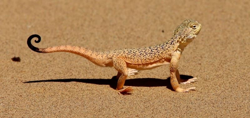 Ушастая круглоголовка (Phrynocephalus mystaceus Pall.)