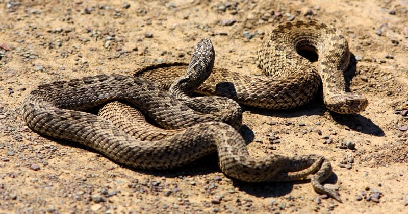 Степной удав (Eryx jaculus L.)