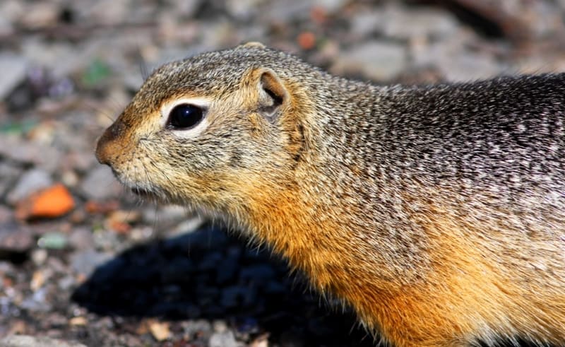 Тонкопалый суслик (Spermophilus leptodactylus Licht.)
