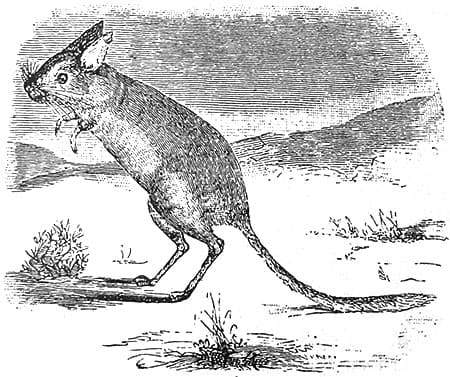 Плоскохвостый тушканчик (Platycercomys platurus Licht.)