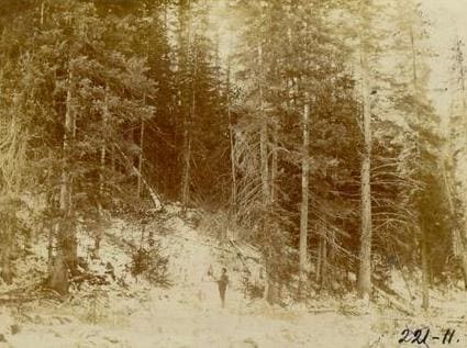 Виды Зайсанского уезда. Лес на озере Марка-Куль. Фотография В. Осипова.