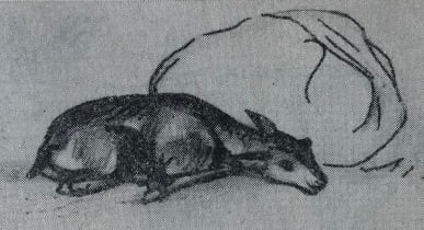 Козленок антилопы. Зарисовка карандашом Ч. Валиханова. 1856 год.