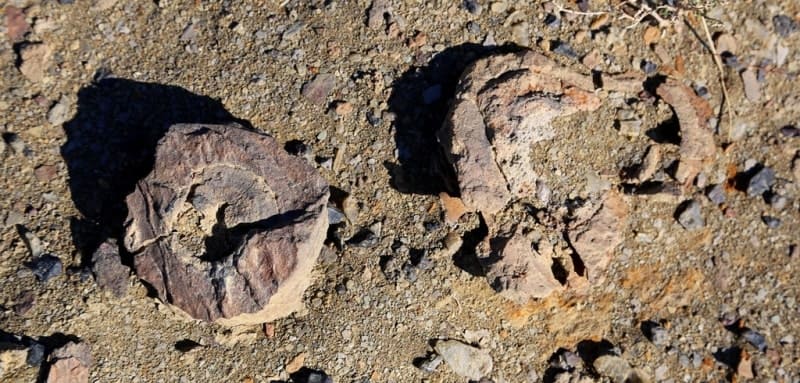 Окаменелости аммонитов найдены на Восточном чинке плато Устюрт. Плато Устюрт сложено преимущественно морскими третичными карбонатными породами. Аммониты - вымершие головоногие моллюски с закрученной раковиной. Они являются важными руководящими ископаемыми для определения возраста геологических слоев.