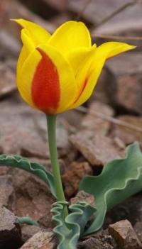 Tulipa Alberti.