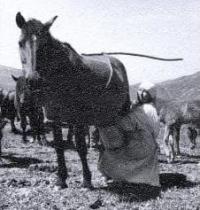 Milking a mare. Before preparing kumys. Photo by Almas Ordabaev.