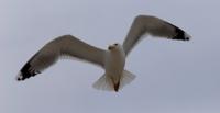Gull.