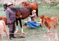 Traditional Kazakh drinks.