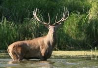 Siberian deer.