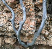 Flora of Aksu-Zhabagly Nature Reserve, like that of entire Western Tien-Shan, is relatively close in nature to Pamir-Alai flora.