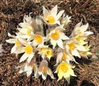 Pulsatilla belongs to the buttercup family. This perennial herbaceous plant is one of the first to bloom in early spring. The flowers are large and bell-shaped. The entire plant is covered in soft, silvery hairs.
