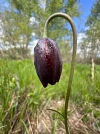 Рябчик шахматный (Fritillaria meleagris). Калбинский хребет. Восточно-Казахстанская область.