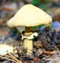 Lepiota clypeolaria.
