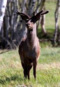 Алтайский марал, или марал (Cervus elaphus sibiricus).