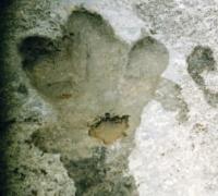 A three-toed footprint of a prehistoric lizard (dinosaur) on a limestone slab. Dinosaur plateau in the Khodzhapil tract in Turkmenistan.