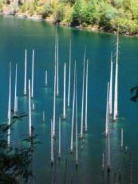 Kaindy is a relatively young lake, formed in the XXth century after the Zhalanash earthquake of 1973.