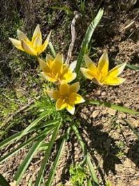 Tulipa tarda.