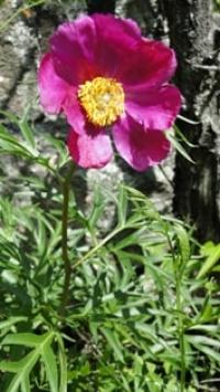 (Paeonia) peony.