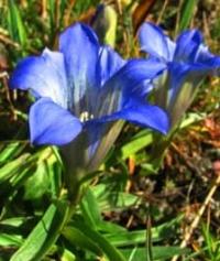 Gentiana.