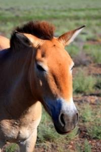 Przevalskiy horse in natural park Altyn-Emel.