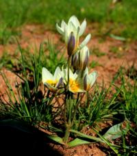 Tulipa binutans.