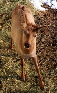 Semirechye fauna – Dzhetysu.