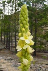 Verbáscum thápsus.