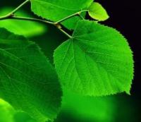 Leaves after rain.