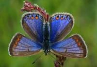 Голубянка икар, или голубянка Икар (Polyommatus icarus).