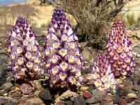 Цистанхе солончаковая (Cictanche sals) в горах Актау.