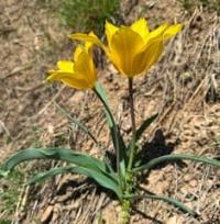 Tulipa ostrowskiana.