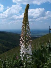 Eremurus Tianschanikus Pazij et Vved.