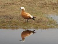 Sheld duck (Tadorna) on the Topar lakes.
