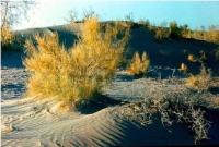 Vegetation of Kara Kum.