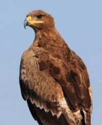 Fauna of the Sarykamysh lake and environs.