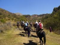 Walk on horses in nut woods.