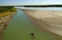 Дельта - настоящее царство животных. Особенно разнообразна и многочисленна здесь орнитофауна: на гнездовании бывает около 40 видов птиц, на зимовках и пролетах отмечено более 50 видов.