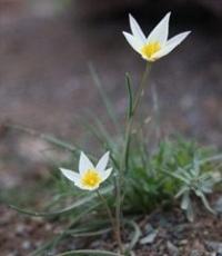 Tulip Tricolor.