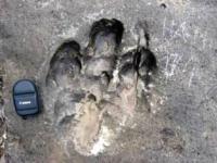 Dinosaur track on the Kugitang plateau.