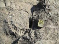 Fossilized imprint of an ammonite shell - an ancient extinct cephalopod that lived in the Mesozoic era.